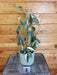 The Plant Farm® Houseplants 2s Epipremnum Pinnatum Albo with Moss Pole - Pick Your Plant, 4" Plant