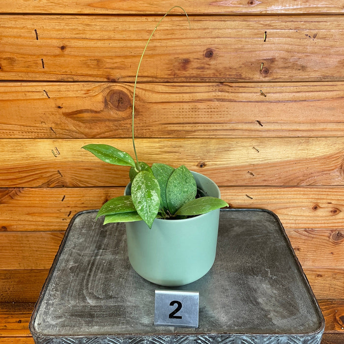 The Plant Farm® Houseplants 2s Hoya Erythrostemma Splash-Pick Your Plant, 4" Plant