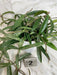 The Plant Farm® Houseplants 2s Hoya Minibell Splash, 4" Plant- Pick Your Plant