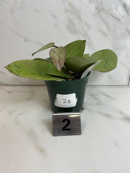 The Plant Farm® Houseplants 2s Hoya Silver Dollar, 4" Plant-Pick Your Plant