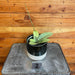 The Plant Farm® Houseplants 2s Hoya Silver Dollar - Pick Your Plant, 4" Plant