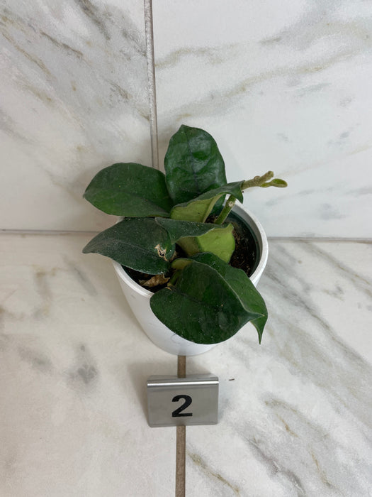The Plant Farm® Houseplants 2s Hoya Villosa, 4" Plant-Pick Your Plant