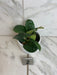 The Plant Farm® Houseplants 2s Hoya Villosa, 4" Plant-Pick Your Plant