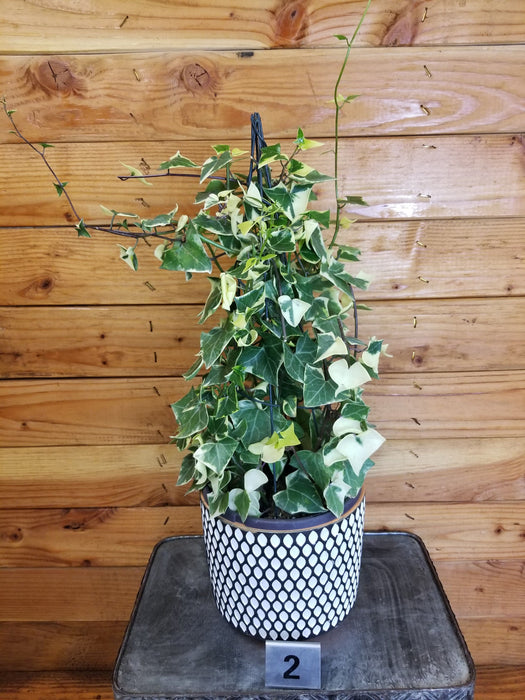 The Plant Farm® Houseplants 2s Macroglossus Wax Ivy Trellised-Pick Your Plant, 6" Plant