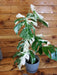 The Plant Farm® Houseplants 2s Monstera Borsigiana Albo-Pick Your Plant, 6” Plant