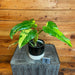 The Plant Farm® Houseplants 2s Philodendron Domesticum Variegated - Pick Your Plant, 4" Plant