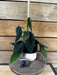 The Plant Farm® Houseplants 2s Philodendron Gigas - Pick Your Plant, 4" Plant