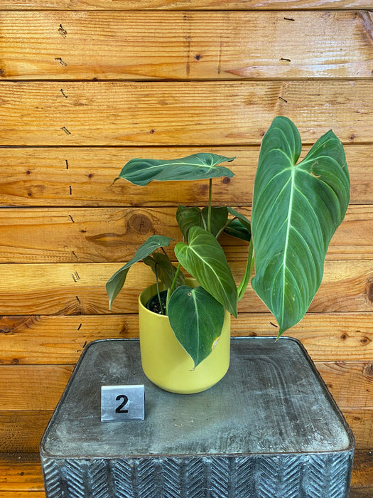 The Plant Farm® Houseplants 2s Philodendron Glorious - Pick Your Plant, 4" Plant