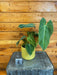 The Plant Farm® Houseplants 2s Philodendron Glorious - Pick Your Plant, 4" Plant