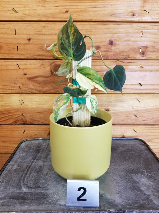 The Plant Farm® Houseplants 2s Philodendron Micans Variegated - Pick Your Plant, 4" Plant