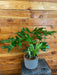 The Plant Farm® Houseplants 2s Philodendron Pedatum Reindeer - Pick Your Plant, 6" Plant