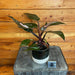The Plant Farm® Houseplants 2s Philodendron Pink Princess - Pick Your Plant, 4" Plant