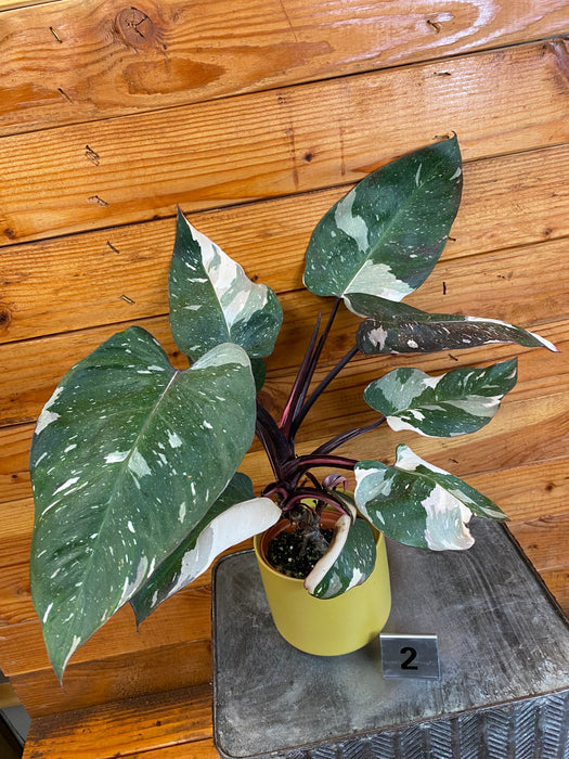 The Plant Farm® Houseplants 2s Philodendron Red Anderson - Pick Your Plant, 4" Plant