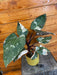 The Plant Farm® Houseplants 2s Philodendron Red Anderson - Pick Your Plant, 4" Plant