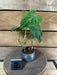 The Plant Farm® Houseplants 2s Philodendron Verrucosum - Pick Your Plant, 2" Plant
