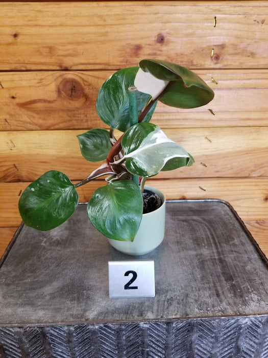 The Plant Farm® Houseplants 2s Philodendron White Knight Variegated - Pick Your Plant, 2" Plant