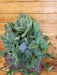The Plant Farm® Houseplants 2s Scindapsus Moonlight - Pick Your Plant, 6" Plant