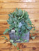 The Plant Farm® Houseplants 2s Scindapsus Moonlight - Pick Your Plant, 6" Plant