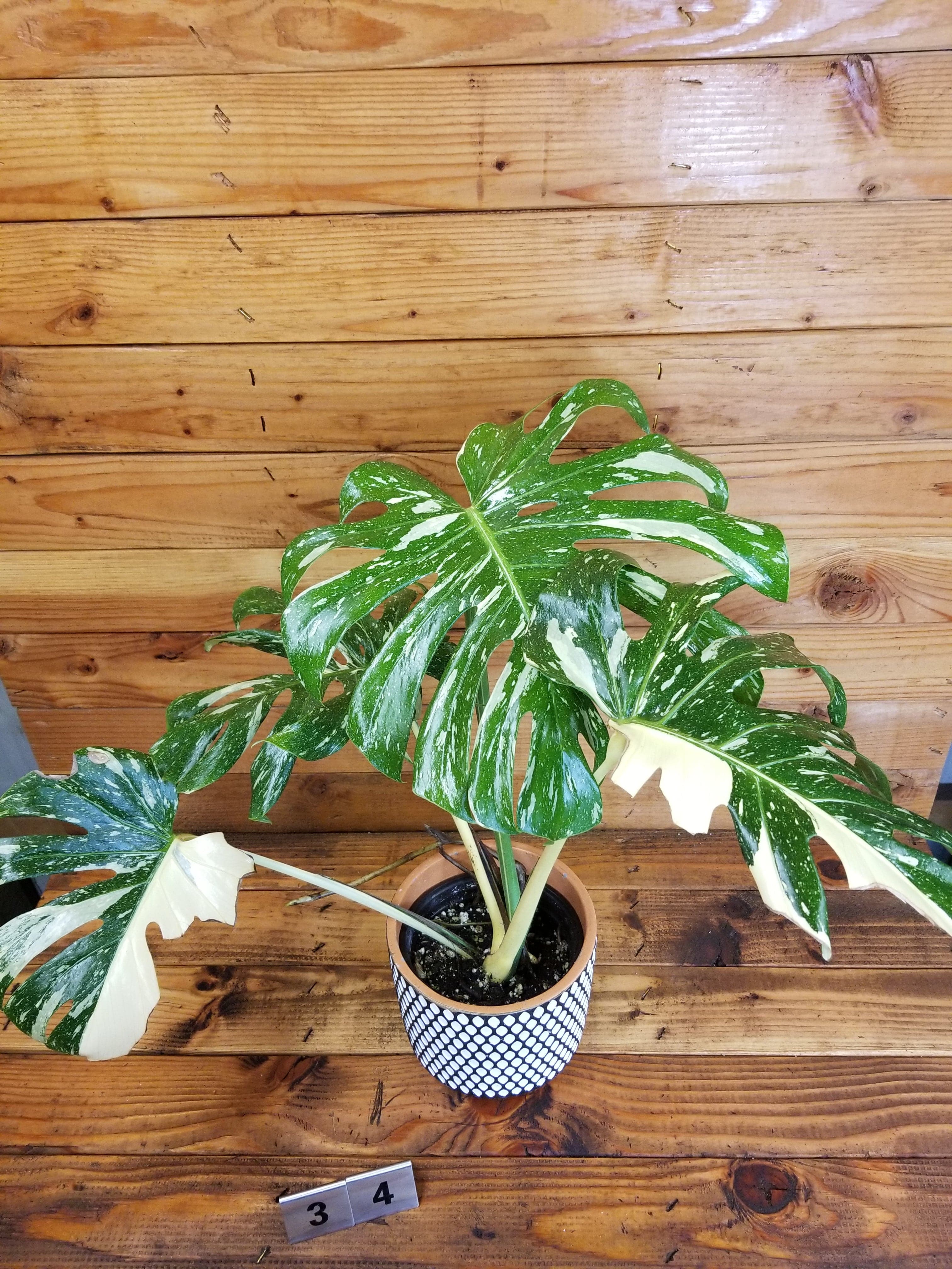 How to Grow and Care for Thai Constellation Monstera