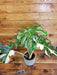 The Plant Farm® Houseplants 34s Monstera Thai Constellation - Pick Your Plant, 6” Plant