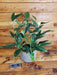 The Plant Farm® Houseplants 36s Monstera Standleyana Albo Variegata on Hoop - Pick Your Plant, 6" Plant