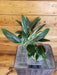The Plant Farm® Houseplants 36s Monstera standleyana Aurea Variegata  -Pick Your Plant, 4" Plant