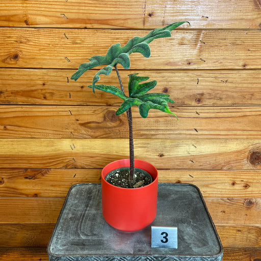 The Plant Farm® Houseplants 3s Alocasia Jacklyn - Pick Your Plant, 4" Plant