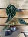 The Plant Farm® Houseplants 3s Anthurium Crystallinum x Forgetii - Pick Your Plant, 2" Plant