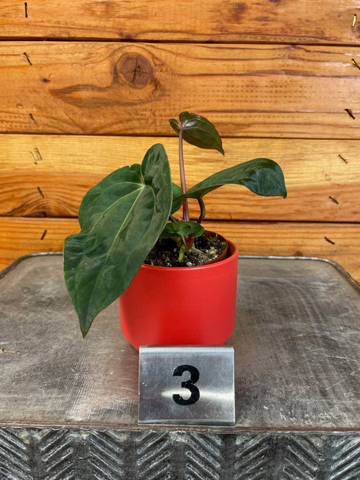 anthurium buy houseplants Anthurium Libertii X Michelle
