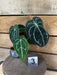 The Plant Farm® Houseplants 3s Anthurium Magnificum x Forgetii - Pick Your Plant, 2" Plant