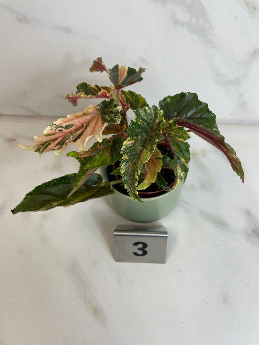 The Plant Farm® Houseplants 3s Begonia Ginny Galaxy - Pick Your Plant, 2" Plant