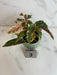 The Plant Farm® Houseplants 3s Begonia Ginny Galaxy - Pick Your Plant, 2" Plant