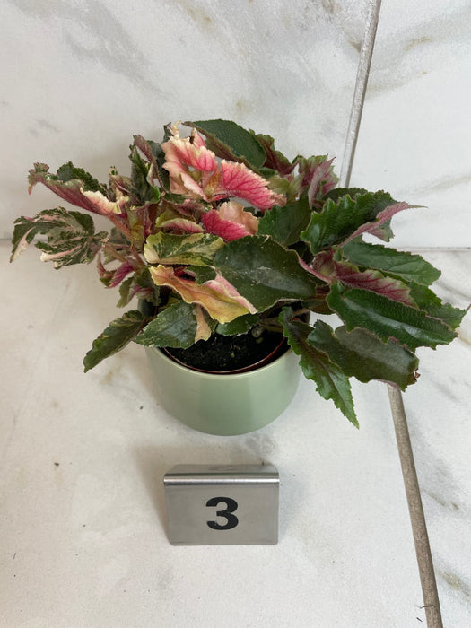 The Plant Farm® Houseplants 3s Begonia Ginny Galaxy - Pick Your Plant, 2" Plant