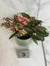 The Plant Farm® Houseplants 3s Begonia Ginny Galaxy - Pick Your Plant, 2" Plant