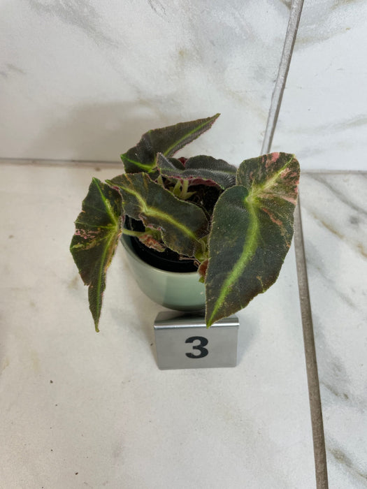 The Plant Farm® Houseplants 3s Begonia Listada Variegated - Pick Your Plant, 2" Plant