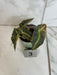 The Plant Farm® Houseplants 3s Begonia Listada Variegated - Pick Your Plant, 2" Plant