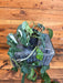 The Plant Farm® Houseplants 3s Epipremnum Pinnatum Albo - Pick Your Plant, 4" Plant