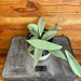 The Plant Farm® Houseplants 3s Hoya Pubicalyx Silver - Pick Your Plant, 4" Plant
