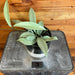 The Plant Farm® Houseplants 3s Hoya Pubicalyx Silver - Pick Your Plant, 4" Plant