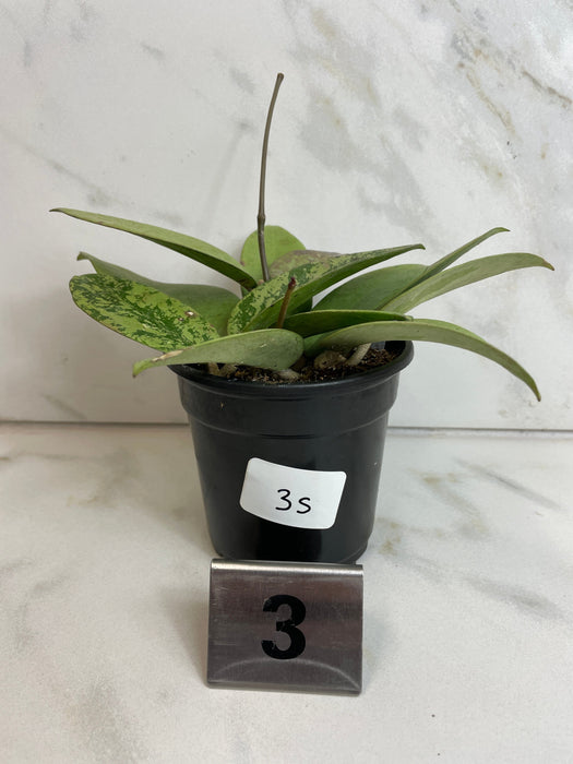 The Plant Farm® Houseplants 3s Hoya Silver Dollar, 4" Plant-Pick Your Plant