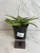 The Plant Farm® Houseplants 3s Hoya Silver Dollar, 4" Plant-Pick Your Plant