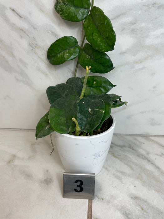 The Plant Farm® Houseplants 3s Hoya Villosa, 4" Plant-Pick Your Plant
