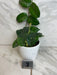The Plant Farm® Houseplants 3s Hoya Villosa, 4" Plant-Pick Your Plant
