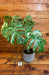 The Plant Farm® Houseplants 3s Monstera Borsigiana Albo-Pick Your Plant, 6” Plant