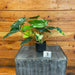 The Plant Farm® Houseplants 3s Philodendron Burle Marx Variegated - Pick Your Plant, 2" Plant