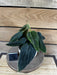 The Plant Farm® Houseplants 3s Philodendron Gigas - Pick Your Plant, 4" Plant