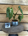 The Plant Farm® Houseplants 3s Philodendron Glorious - Pick Your Plant, 2" Plant