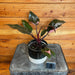 The Plant Farm® Houseplants 3s Philodendron Pink Princess - Pick Your Plant, 4" Plant