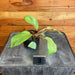 The Plant Farm® Houseplants 3s Philodendron Snowdrift - Pick Your Plant, 2" Plant