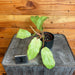 The Plant Farm® Houseplants 3s Philodendron Snowdrift - Pick Your Plant, 2" Plant